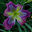 Heavenly Twilight-Zone Daylily